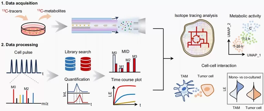 Figure 6. Schematic workflow of the dynamic single-cell metabolomics system (Zhang et al., 2025)